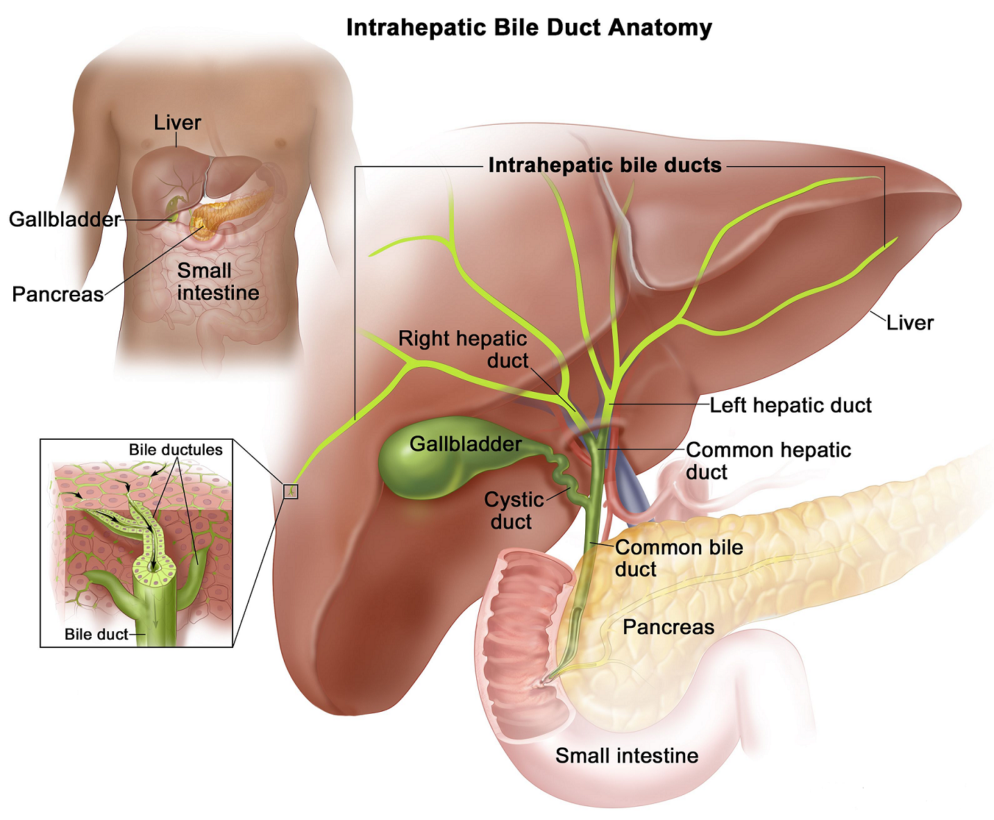 Bile Duct- Anatomy, Functions and Conditions